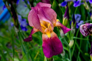 sarı iris bir çiçek makro çekim