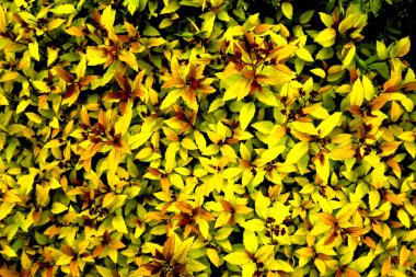 parlak sarı spirea yaprakları baharda çiçek açtı