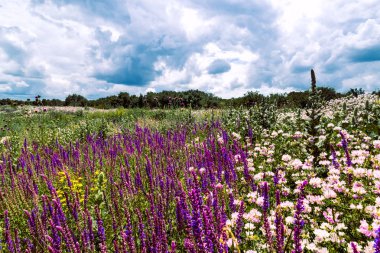 Yaz manzara - çiçekli çayır ve alanları bir arka plan bulutlar