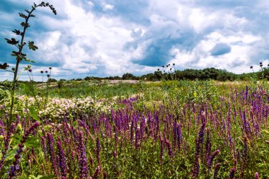 Yaz manzara - çiçekli çayır ve alanları bir arka plan bulutlar