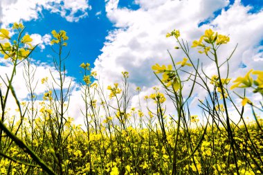 Yaz manzara - çiçekli çayır ve alanları bir arka plan bulutlar