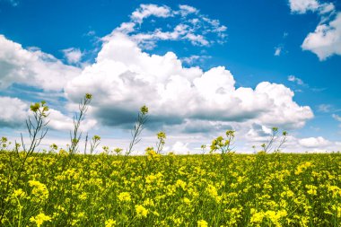 Yaz manzara - çiçekli çayır ve alanları bir arka plan bulutlar
