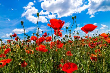Dağlar ve bulutlar arka planı kırmızı haşhaş alanla manzara