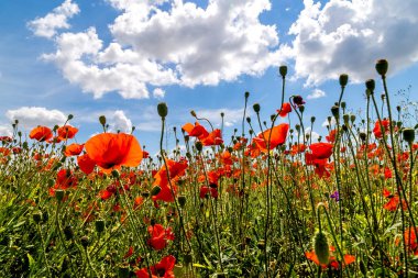 Dağlar ve bulutlar arka planı kırmızı haşhaş alanla manzara