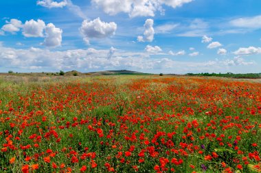 Dağlar ve bulutlar arka planı kırmızı haşhaş alanla manzara