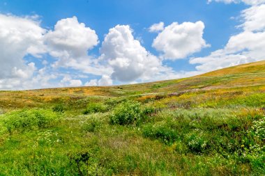 Yaz manzara - çiçekli çayır ve alanları bir arka plan bulutlar
