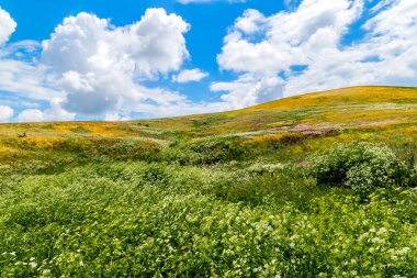 Yaz manzara - çiçekli çayır ve alanları bir arka plan bulutlar