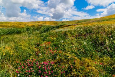 Yaz manzara - çiçekli çayır ve alanları bir arka plan bulutlar