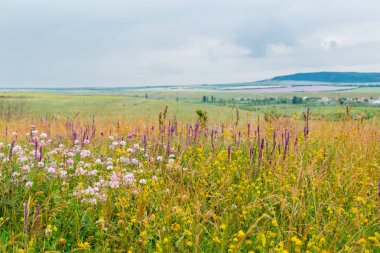 Yaz manzara - çiçekli çayır ve alanları bir arka plan bulutlar