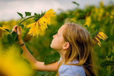 Kız yürüyor ve tarlada ayçiçekleriyle poz veriyor.