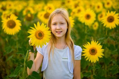 Kız yürüyor ve tarlada ayçiçekleriyle poz veriyor.