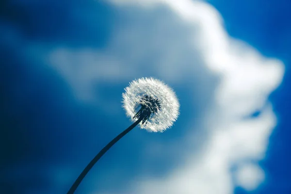 निळा आकाशाच्या विरोधात फुफ्फुसाचा दांडेलियन फूल — स्टॉक फोटो, इमेज