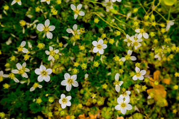 Flores de saxifraje blanco sobre un fondo verde — Foto de Stock