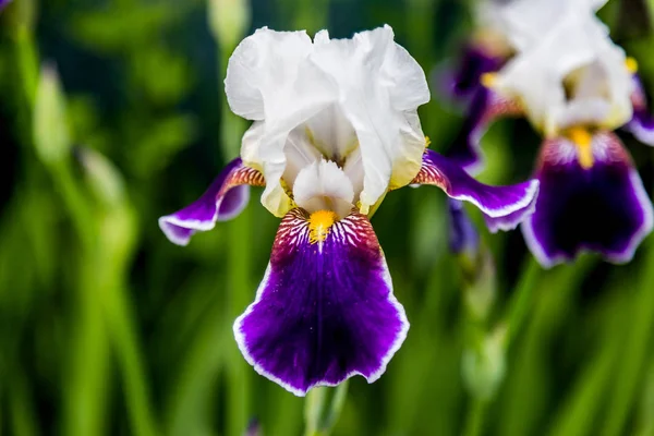 紫色の白い虹彩の花のマクロショット — ストック写真