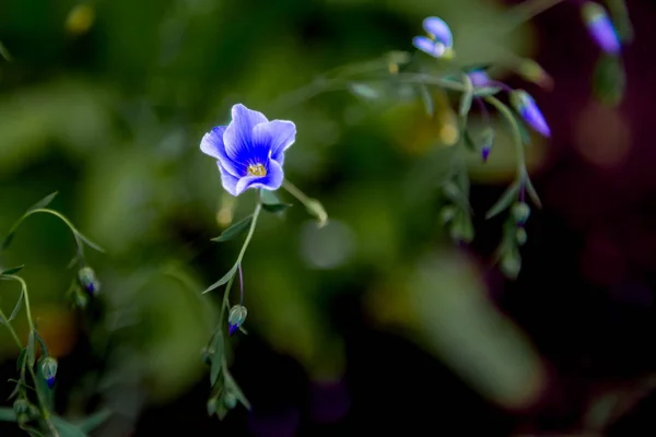Macro disparo de una pequeña flor azul — Foto de Stock