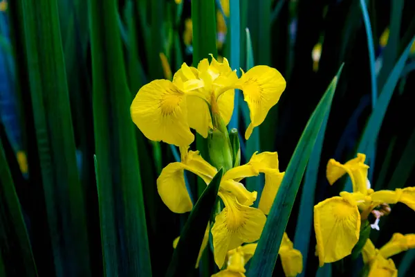 Makroaufnahme einer Blume aus gelber Iris — Stockfoto