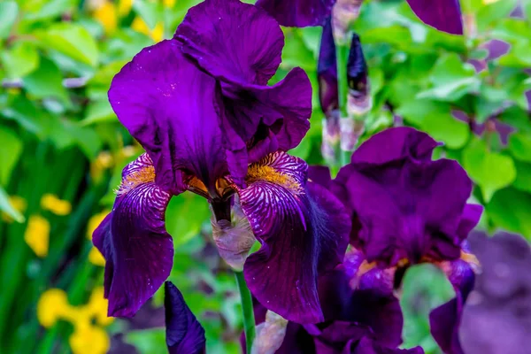 Makroaufnahme einer Blume aus purpurweißer Iris — Stockfoto