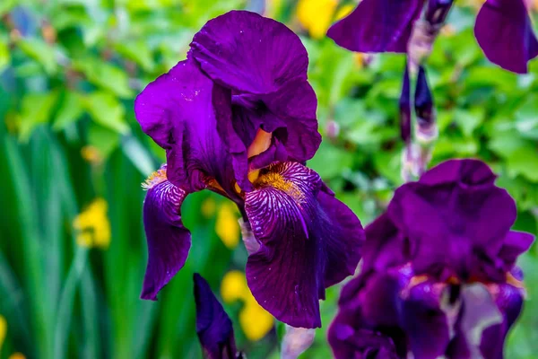 Makroaufnahme einer Blume aus purpurweißer Iris — Stockfoto