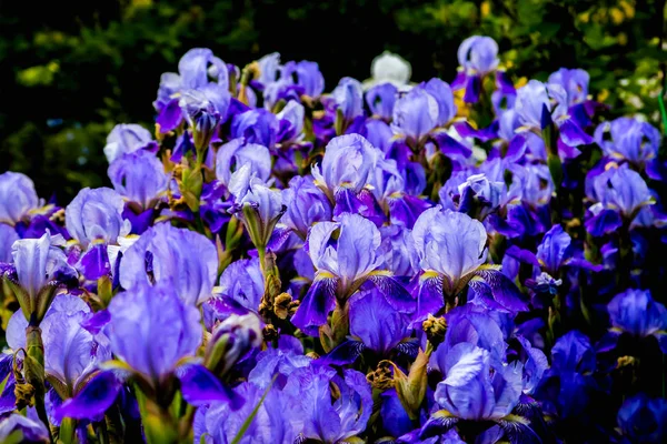 Macro tiro de uma flor de íris branca roxa — Fotografia de Stock