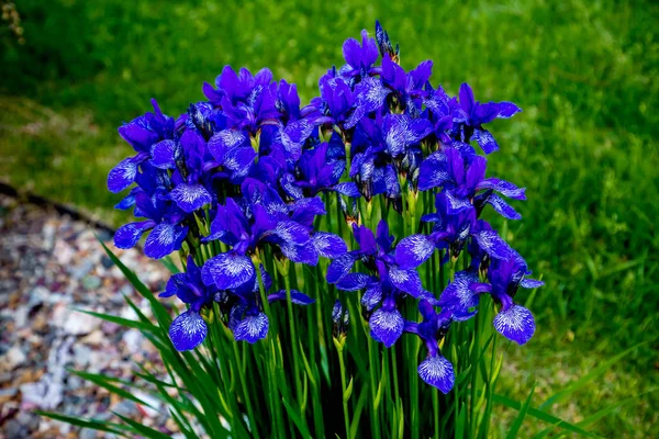 Blühende blaue sibirische Schwertlilie im Garten — Stockfoto