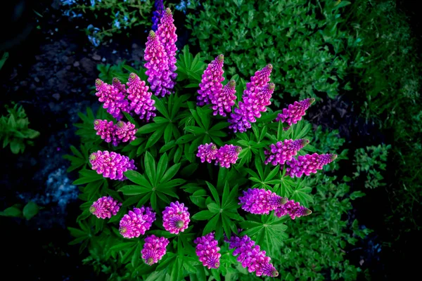 Altramuces de color lila sobre un fondo de follaje verde — Foto de Stock