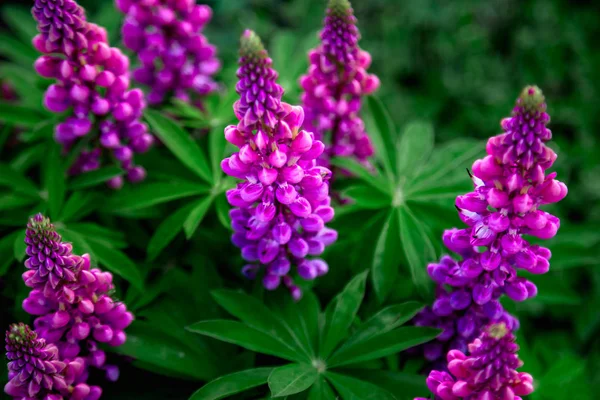 Lupins lilas à fleurs sur un fond de feuillage vert — Photo