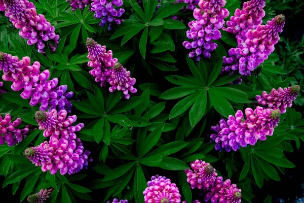 Blühende lila Lupinen auf einem Hintergrund aus grünem Laub — Stockfoto