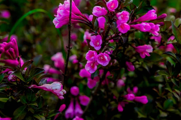 Små lila blommor mot en bakgrund av grönt lövverk — Stockfoto