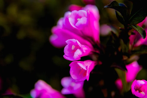 Kleine fliederfarbene Blüten vor grünem Laub — Stockfoto