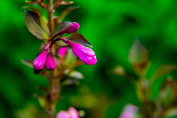 Petites fleurs lilas sur fond de feuillage vert — Photo