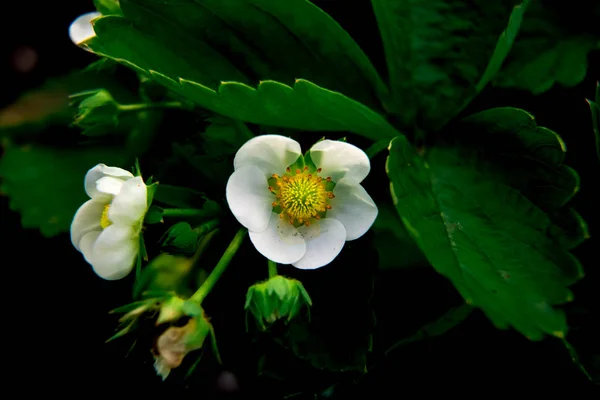 白い花の庭のイチゴのマクロショット — ストック写真