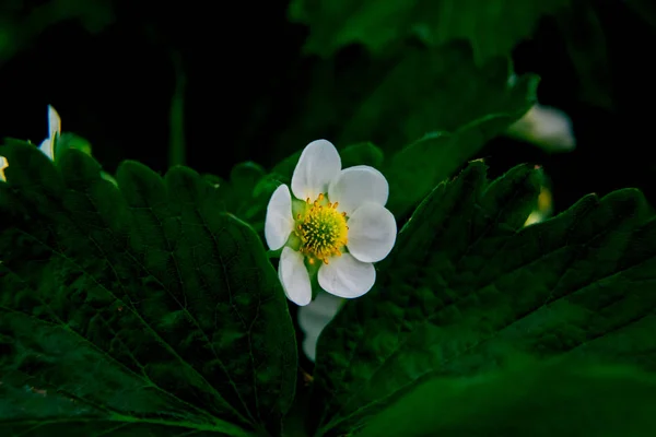 Macro tiro de morango de jardim de flor branca — Fotografia de Stock