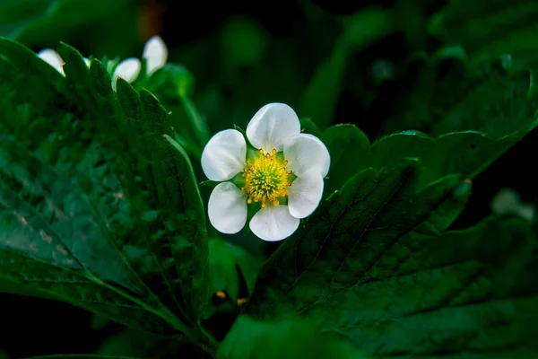 Macro shot de flor blanca jardín fresa — Foto de Stock