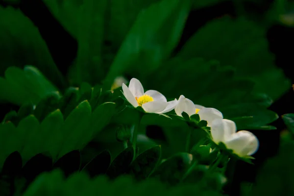 Macro tiro de morango de jardim de flor branca — Fotografia de Stock