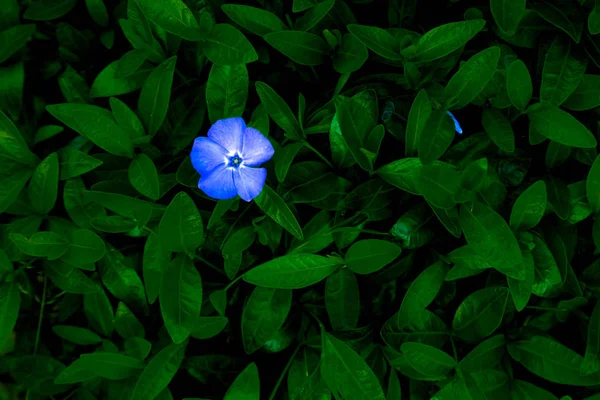 Blå blomma Periwinkle på en bakgrund av grönt lövverk — Stockfoto