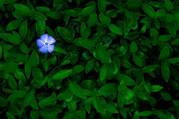 Periwinkle flor azul sobre un fondo de follaje verde — Foto de Stock