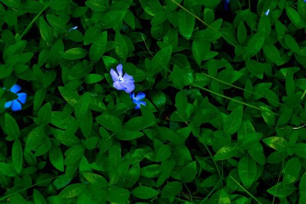 Periwinkle flor azul sobre un fondo de follaje verde — Foto de Stock