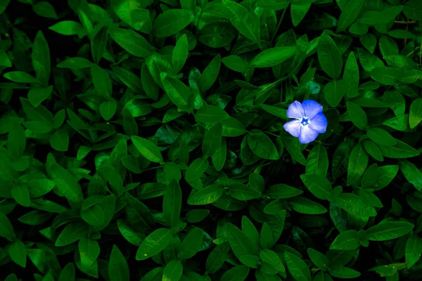 Flor azul periwinkle em um fundo de folhagem verde — Fotografia de Stock