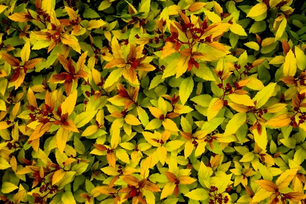 Foglie di spirea giallo brillante fiorite in primavera — Foto Stock