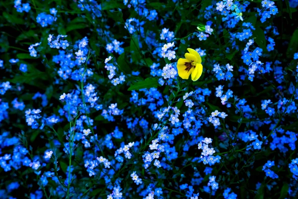 Flor amarilla de viola en el fondo de azul forget-me-nots — Foto de Stock