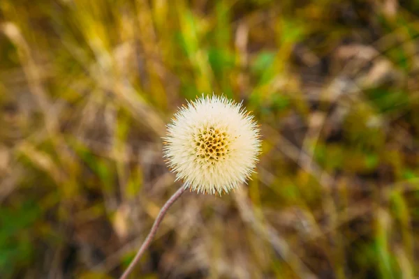 Белый одуванчик на фоне травы на лугу летом — стоковое фото
