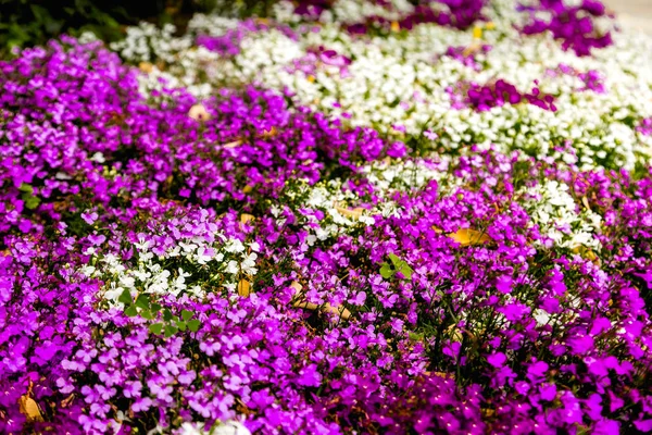 Bloei wit-paars bloemen in de zomer op een weide — Stockfoto