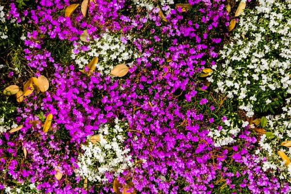 Blütezeit der weiß-violetten Blüten im Sommer auf einer Wiese — Stockfoto