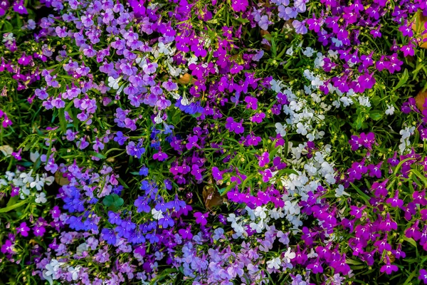 草原の夏に紫色の花の開花 — ストック写真