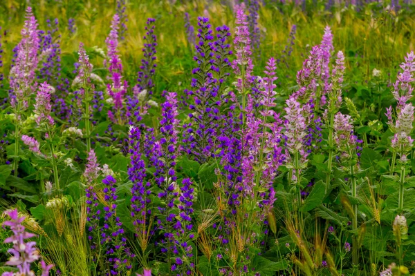Floraison de fleurs violettes en été sur une prairie — Photo