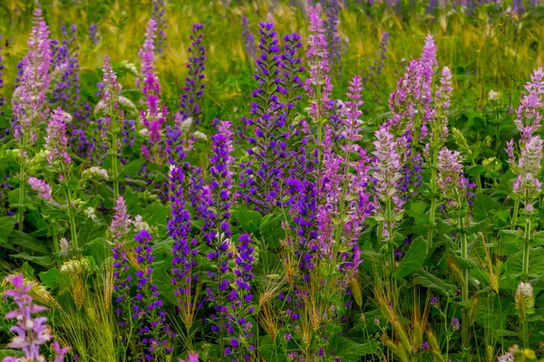 Blütenpracht im Sommer auf einer Wiese — Stockfoto