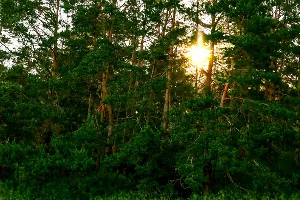 Il sole al tramonto splende tra i rami dei pini — Foto Stock
