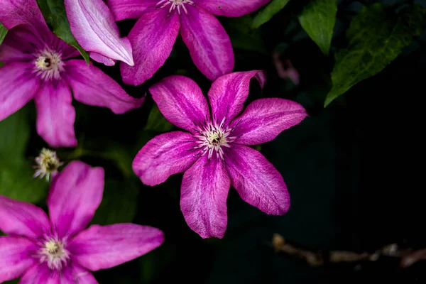 Flores de clematis púrpura primer plano en verano — Foto de Stock