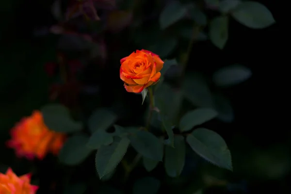 Blommor av orange ros närbild på sommaren — Stockfoto