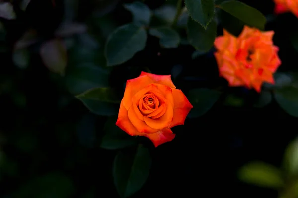 Flowers of orange rose close-up in summer — Stock Photo, Image